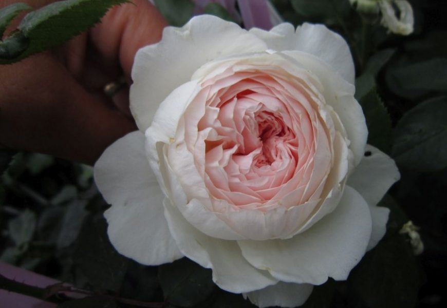 Tuyển tập những hình ảnh hoa hồng đẹp và ý nghĩa của những đóa hoa hồng có thể chưa biết - [Kích thước hình ảnh: 870x600 px]