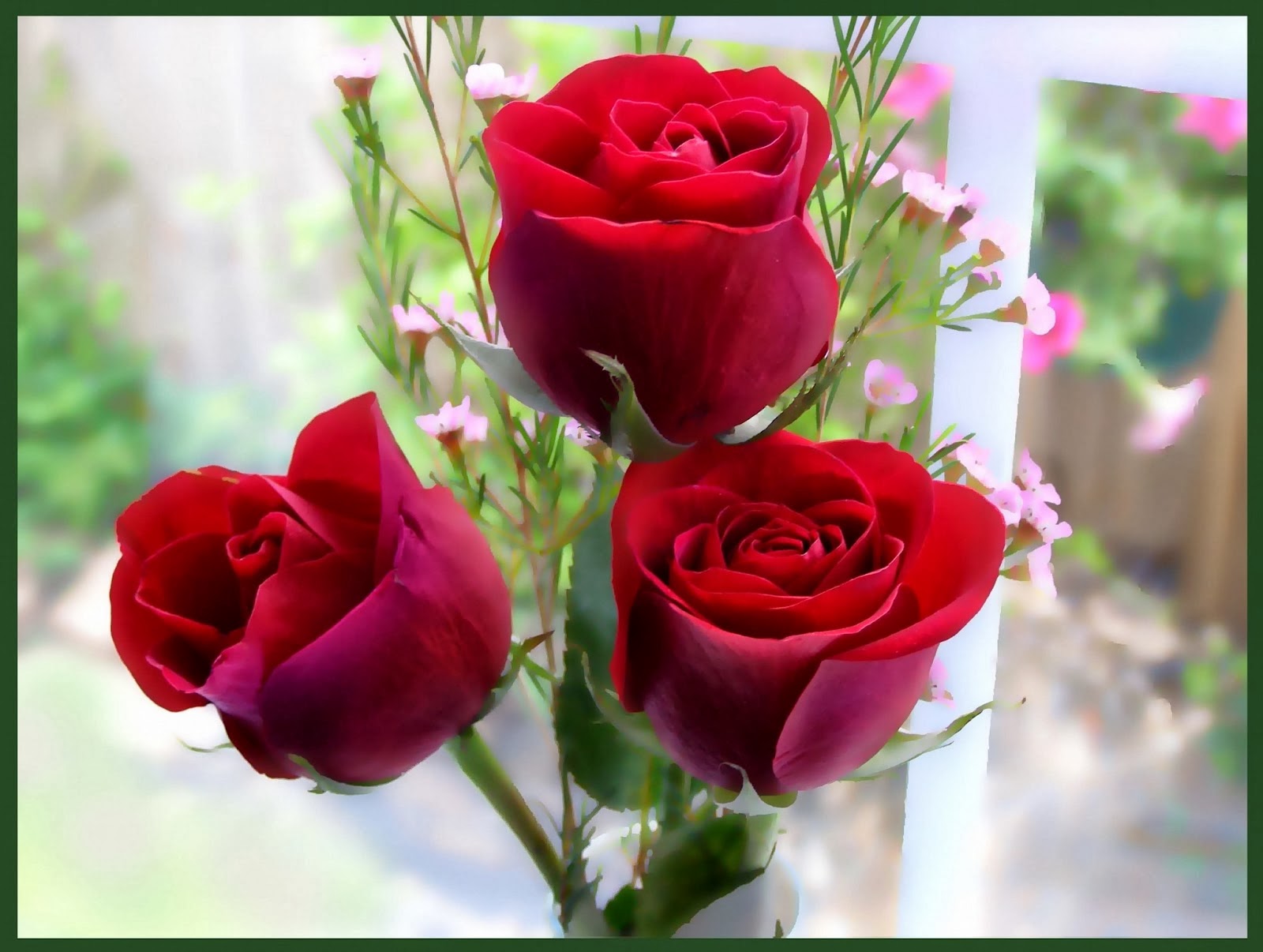 Tuyển tập những hình ảnh hoa hồng đẹp và ý nghĩa của những đóa hoa hồng có thể chưa biết - [Kích thước hình ảnh: 1600x1206 px]