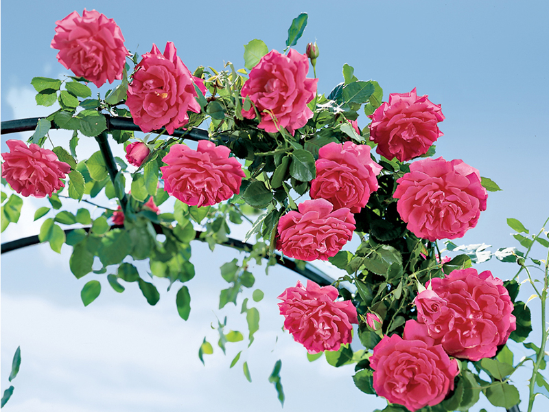 Tuyển tập những hình ảnh hoa hồng đẹp và ý nghĩa của những đóa hoa hồng có thể chưa biết - [Kích thước hình ảnh: 800x600 px]