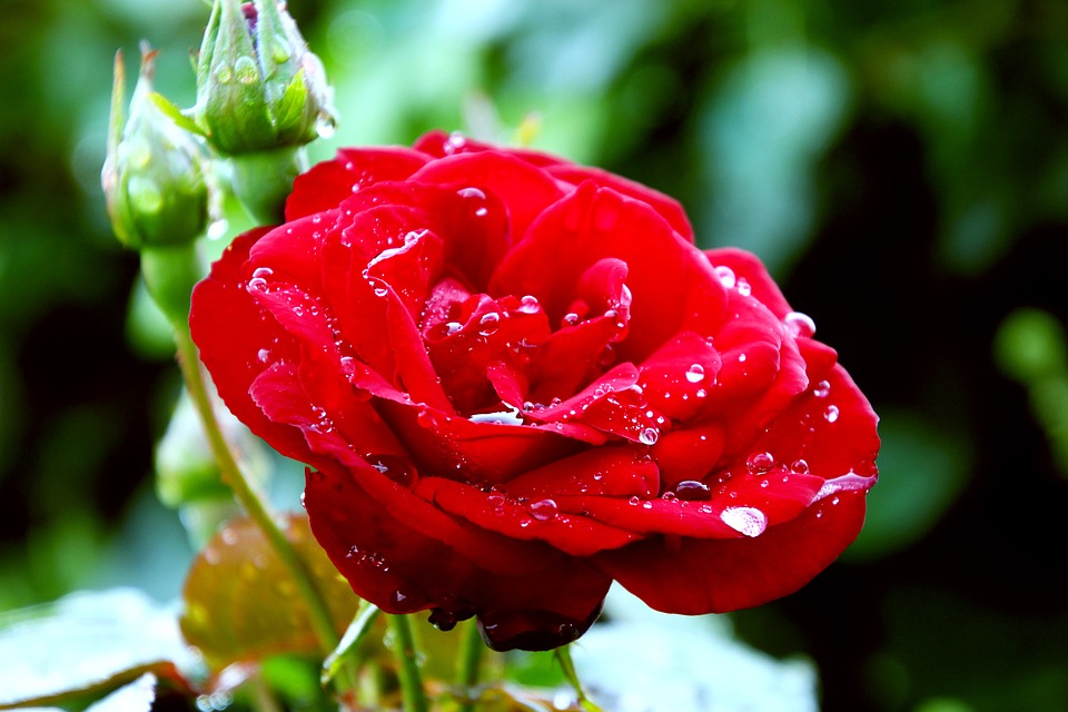 Tuyển tập những hình ảnh hoa hồng đẹp và ý nghĩa của những đóa hoa hồng có thể chưa biết - [Kích thước hình ảnh: 960x640 px]