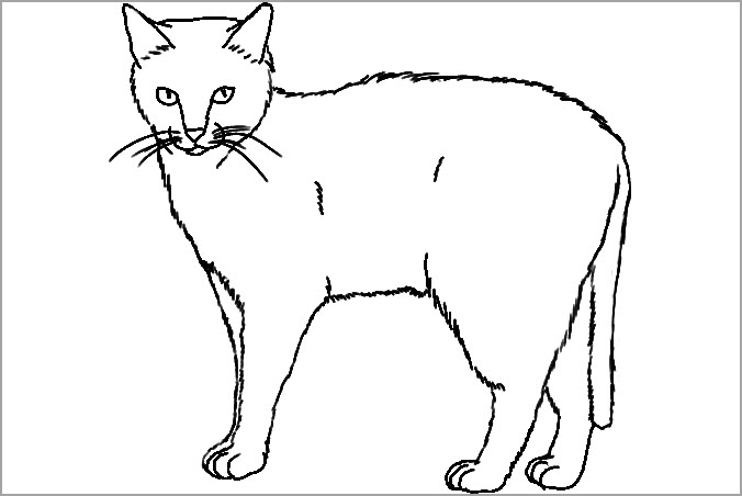 Tuyển tập 55+ mẫu tranh tô màu con mèo đáng yêu và đẹp nhất - [Kích thước hình ảnh: 676x452 px]