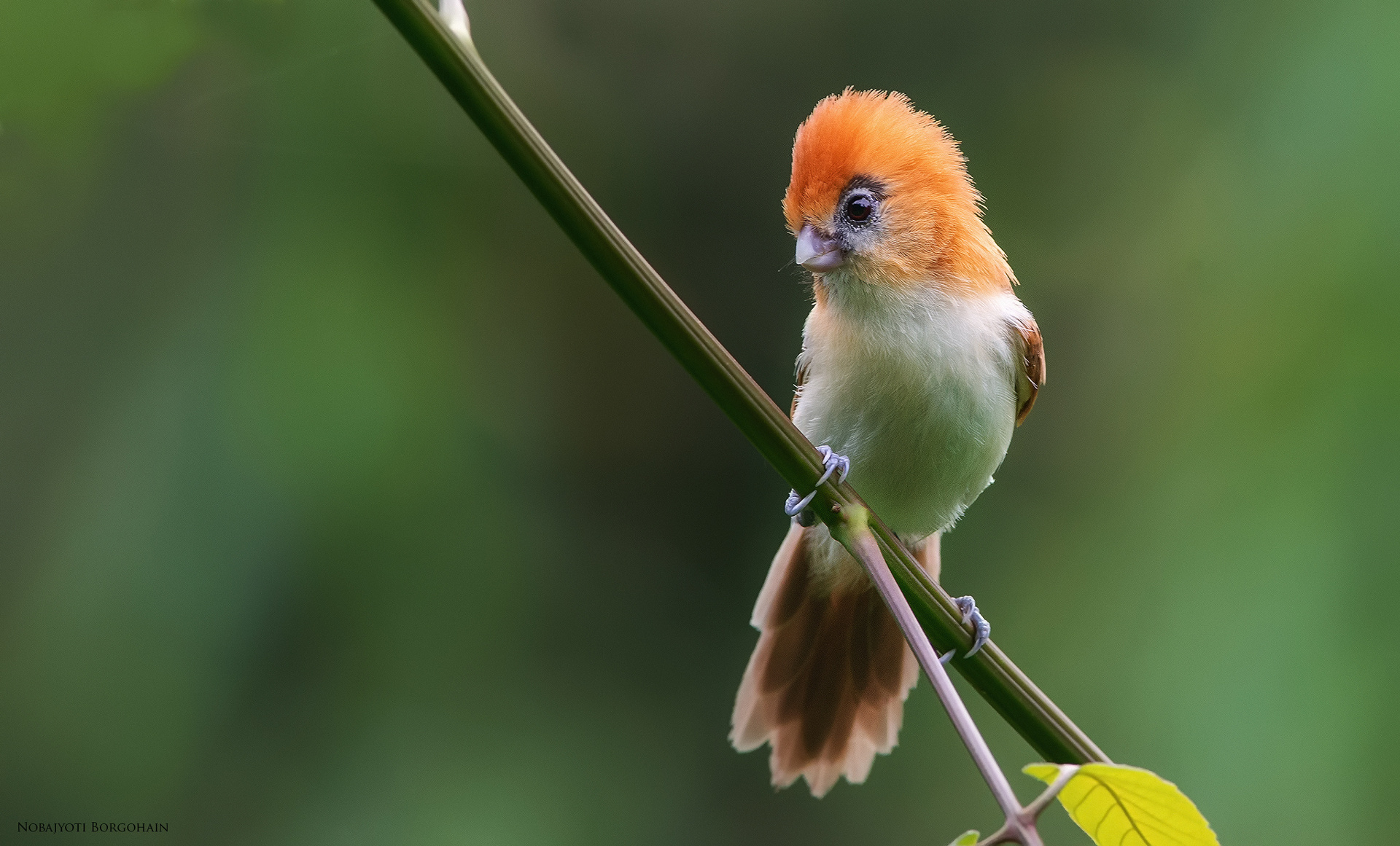 Tải 25 hình ảnh các loài chim đẹp nhất thế giới - [Kích thước hình ảnh: 1920x1161 px]