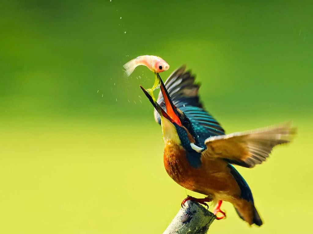 Tải 25 hình ảnh các loài chim đẹp nhất thế giới - [Kích thước hình ảnh: 1024x768 px]