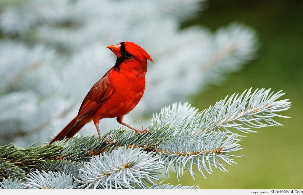 Tải 25 hình ảnh các loài chim đẹp nhất thế giới - [Kích thước hình ảnh: 1024x659 px]