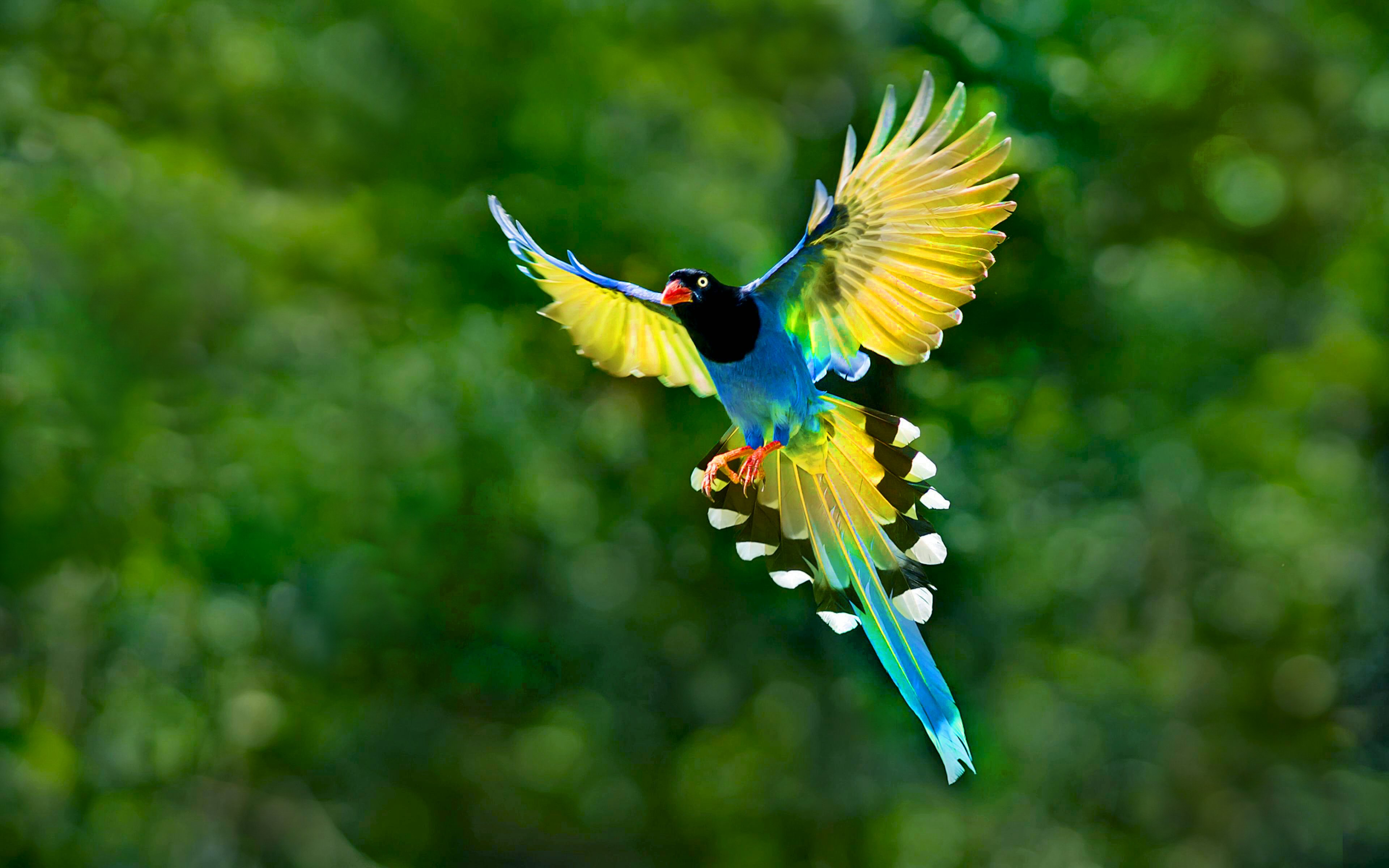 Tải 25 hình ảnh các loài chim đẹp nhất thế giới - [Kích thước hình ảnh: 3840x2400 px]