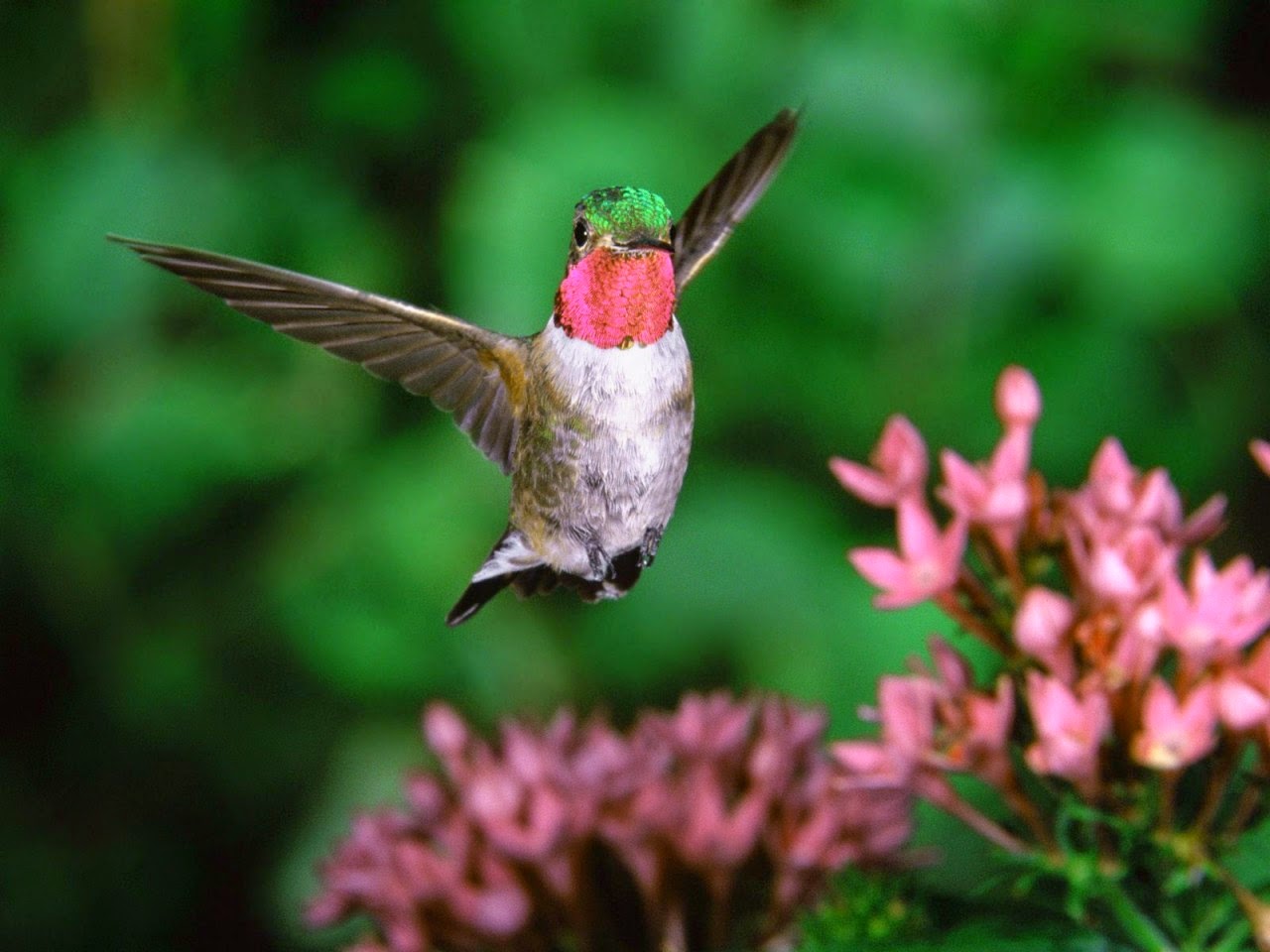 Tải 25 hình ảnh các loài chim đẹp nhất thế giới - [Kích thước hình ảnh: 1280x960 px]