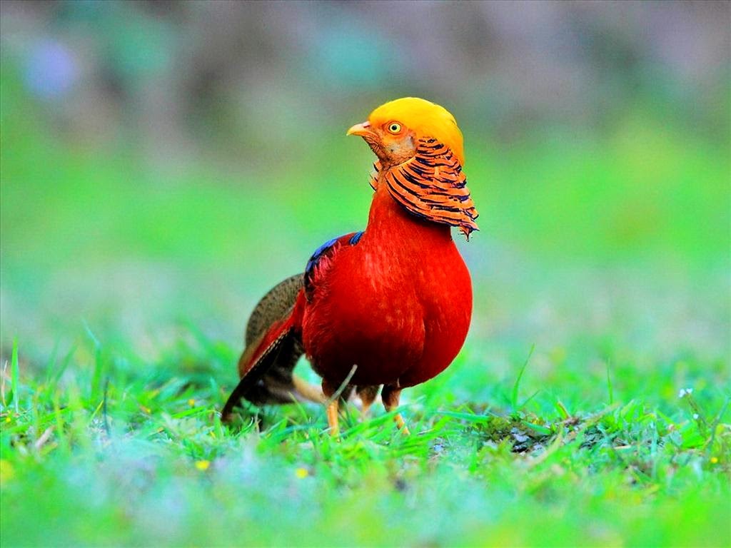 Tải 25 hình ảnh các loài chim đẹp nhất thế giới - [Kích thước hình ảnh: 1024x768 px]