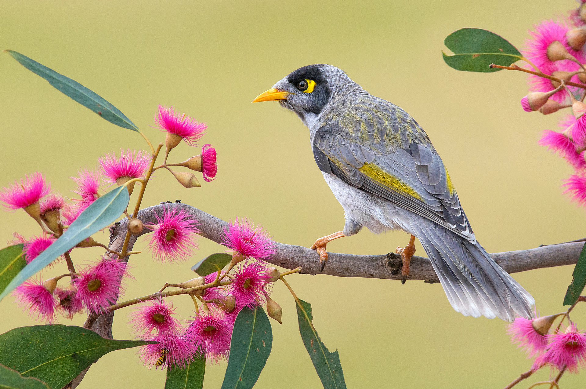 Tải 25 hình ảnh các loài chim đẹp nhất thế giới - [Kích thước hình ảnh: 1920x1274 px]