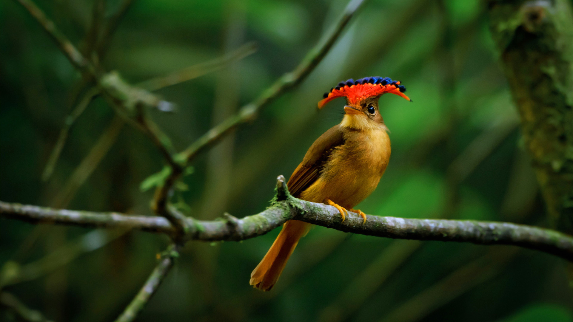 Tải 25 hình ảnh các loài chim đẹp nhất thế giới - [Kích thước hình ảnh: 1920x1080 px]