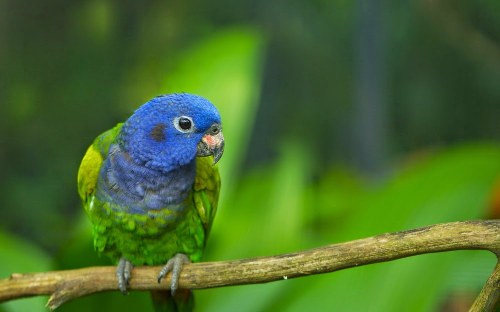 Tải 25 hình ảnh các loài chim đẹp nhất thế giới - [Kích thước hình ảnh: 1000x625 px]