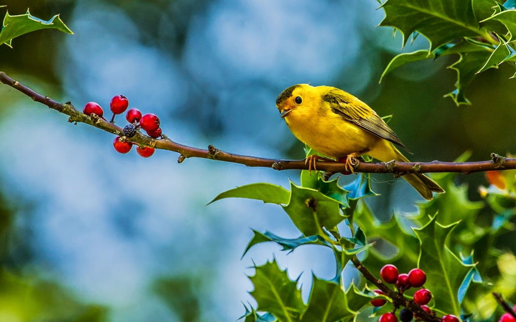 Tải 25 hình ảnh các loài chim đẹp nhất thế giới - [Kích thước hình ảnh: 1024x640 px]
