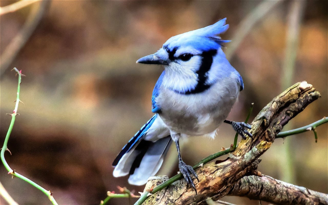 Tải 25 hình ảnh các loài chim đẹp nhất thế giới - [Kích thước hình ảnh: 1280x800 px]