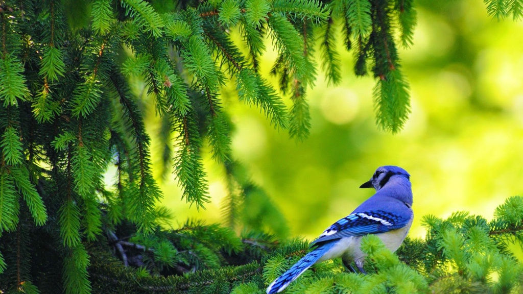 Tải 25 hình ảnh các loài chim đẹp nhất thế giới - [Kích thước hình ảnh: 1024x576 px]