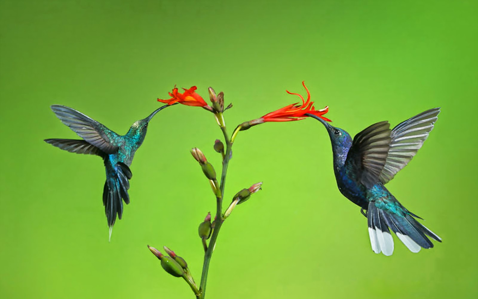 Tải 25 hình ảnh các loài chim đẹp nhất thế giới - [Kích thước hình ảnh: 1600x1000 px]