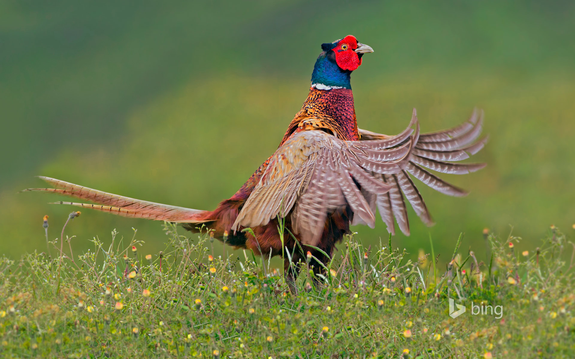 Tải 25 hình ảnh các loài chim đẹp nhất thế giới - [Kích thước hình ảnh: 1920x1200 px]