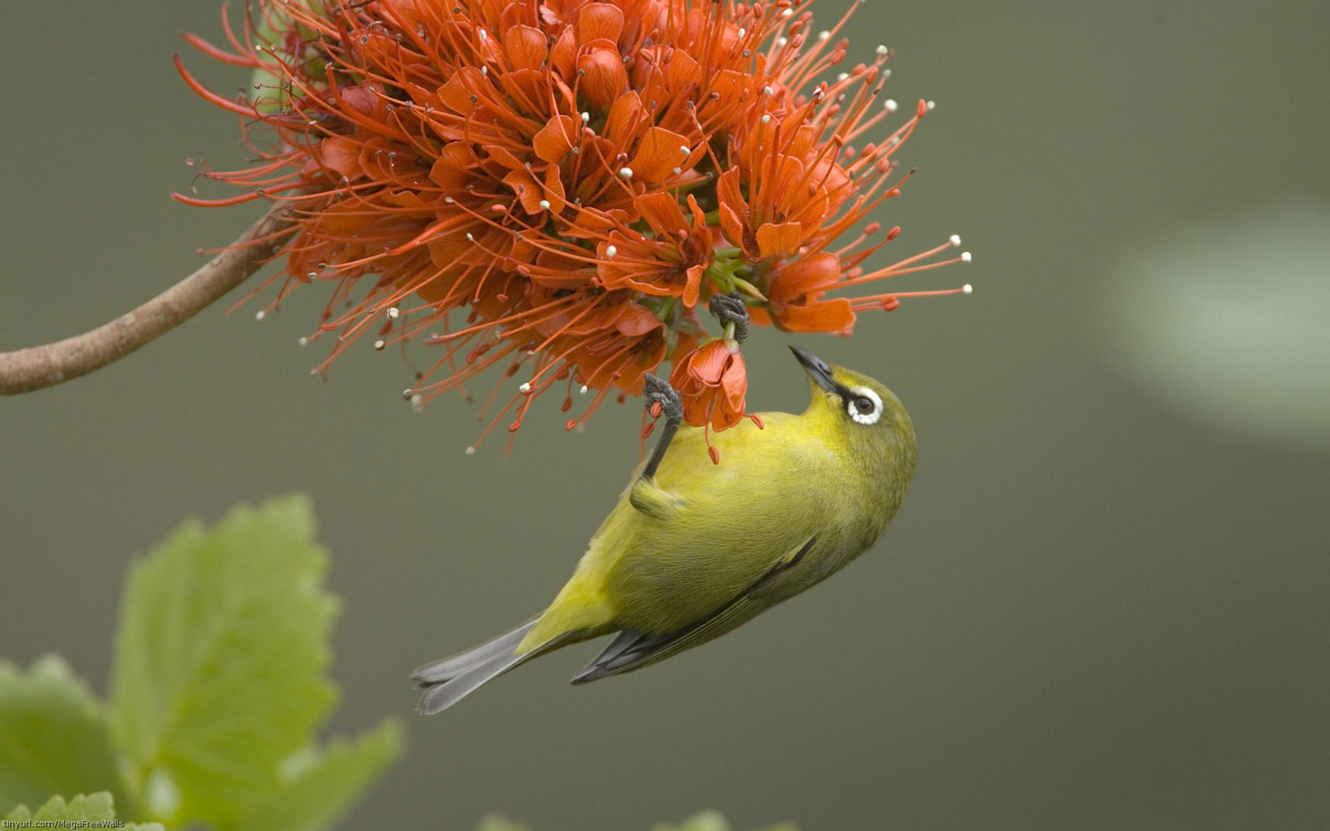 Tải 25 hình ảnh các loài chim đẹp nhất thế giới - [Kích thước hình ảnh: 1920x1200 px]