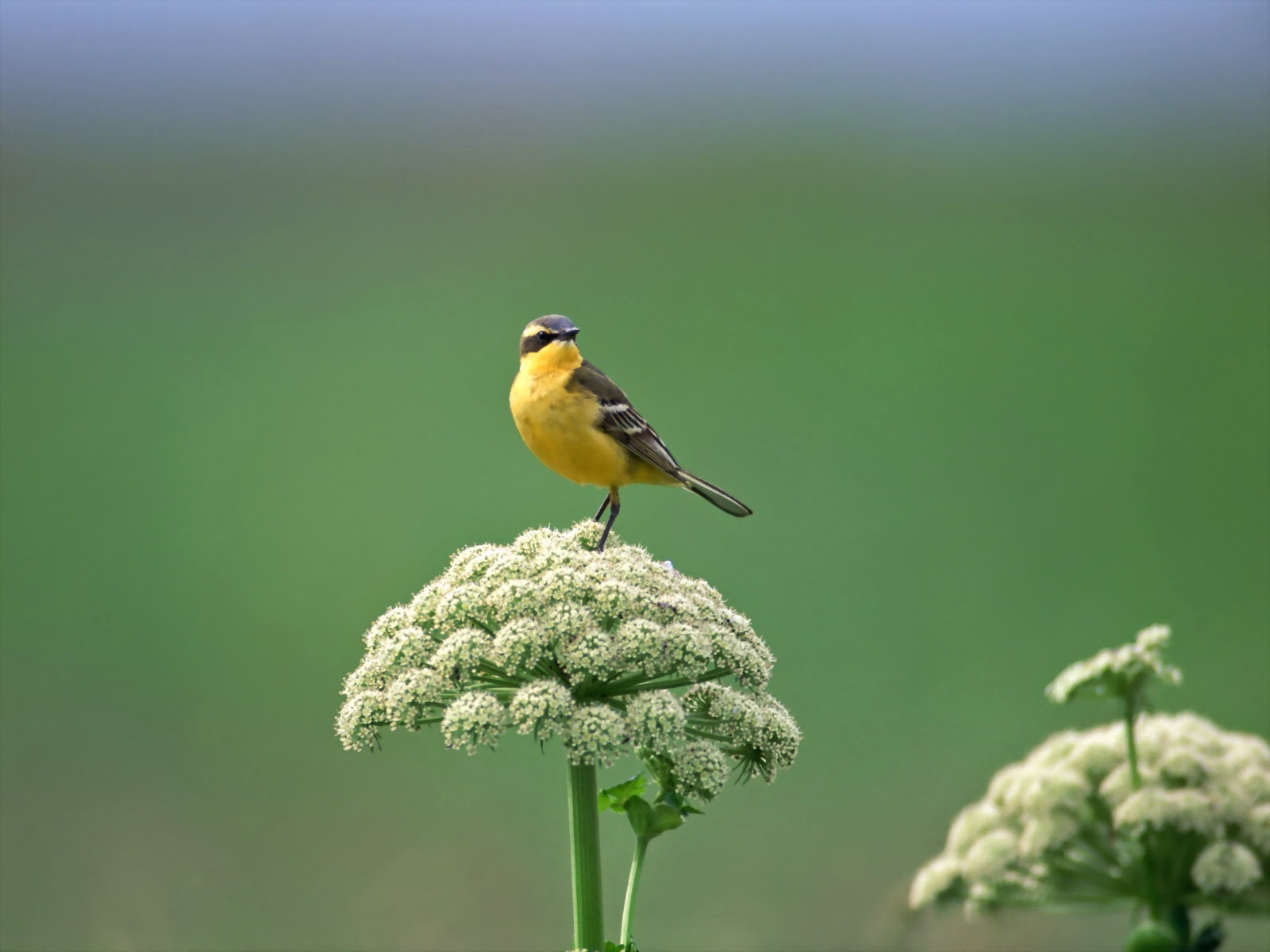 Tải 25 hình ảnh các loài chim đẹp nhất thế giới - [Kích thước hình ảnh: 1600x1200 px]