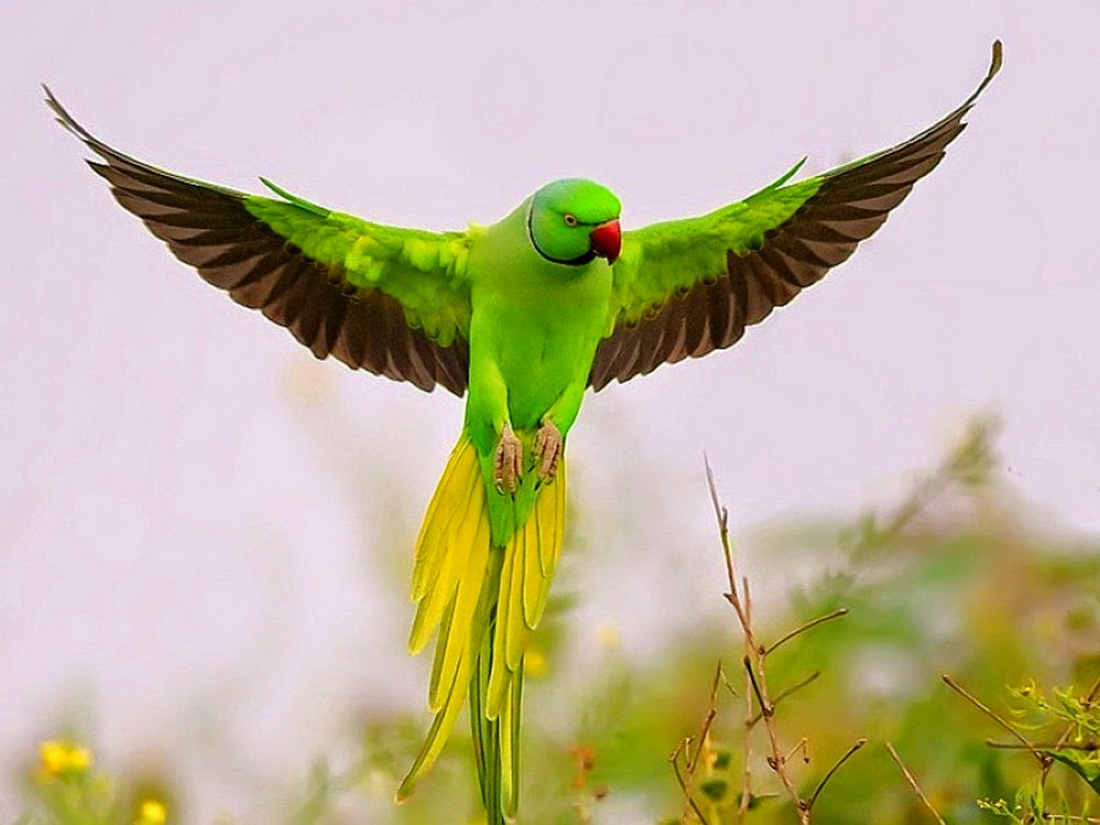 Tải 25 hình ảnh các loài chim đẹp nhất thế giới - [Kích thước hình ảnh: 1000x750 px]