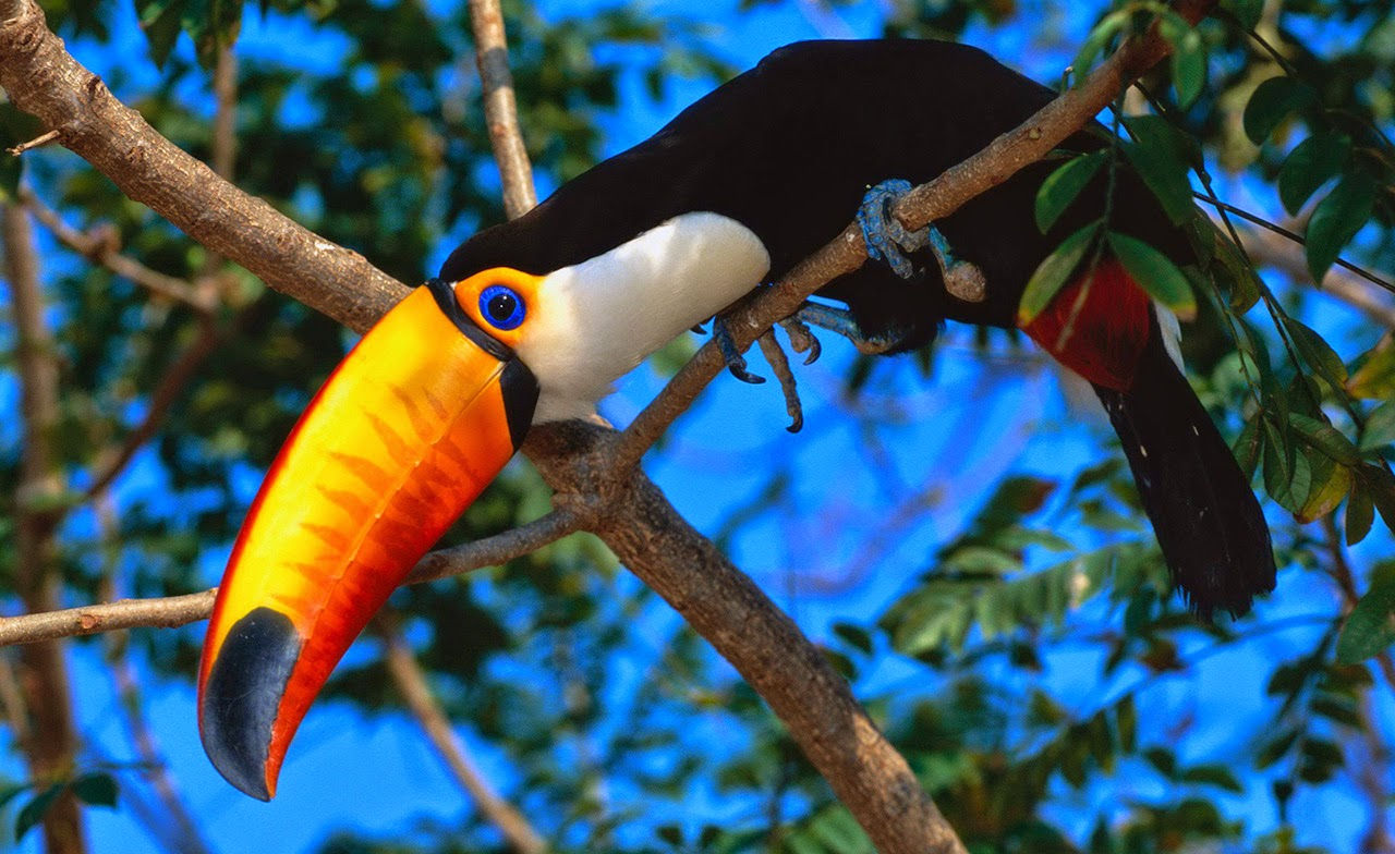 Tải 25 hình ảnh các loài chim đẹp nhất thế giới - [Kích thước hình ảnh: 1280x784 px]