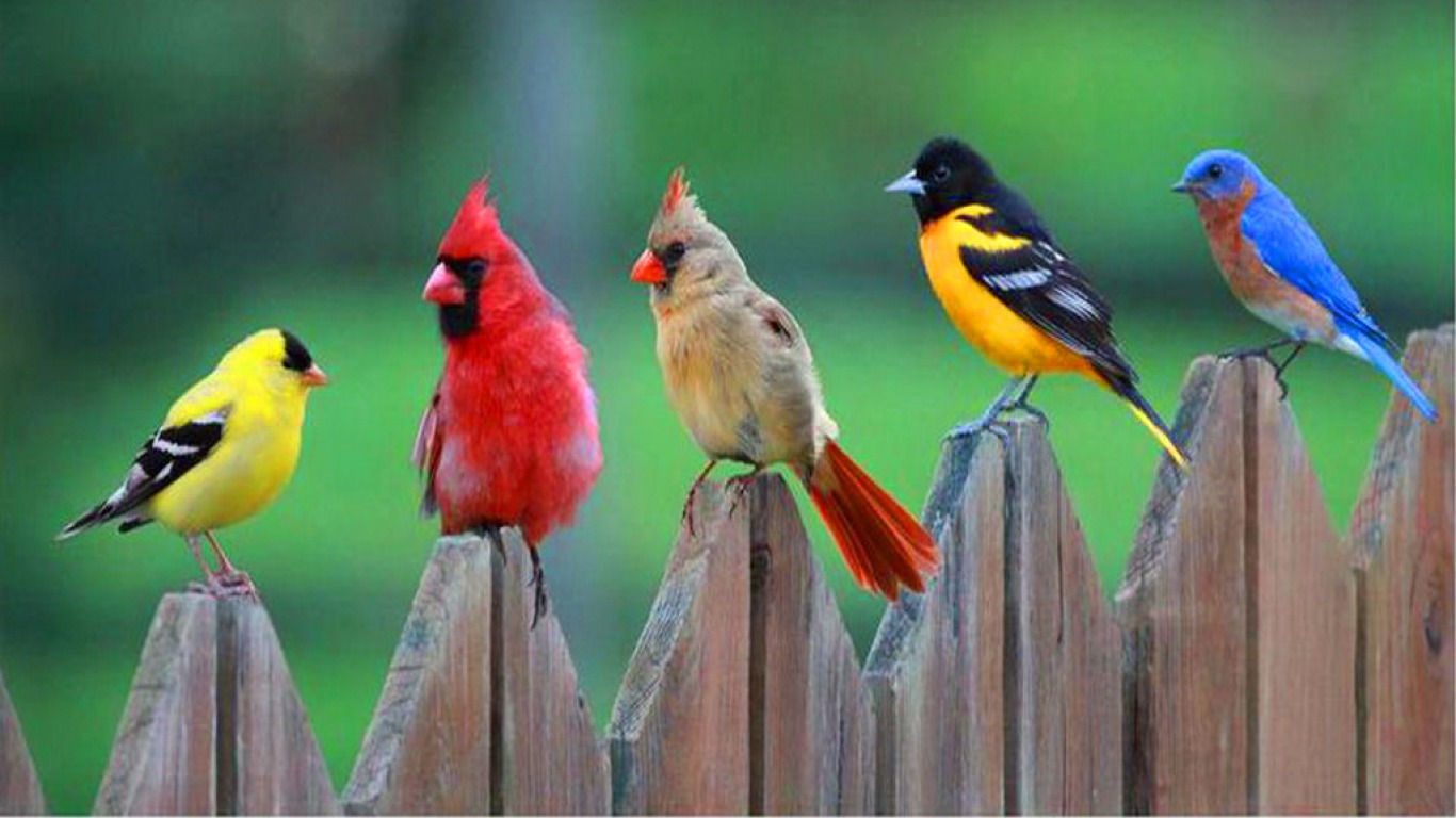 Tải 25 hình ảnh các loài chim đẹp nhất thế giới - [Kích thước hình ảnh: 1366x768 px]