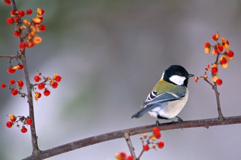 Tải 25 hình ảnh các loài chim đẹp nhất thế giới - [Kích thước hình ảnh: 960x640 px]