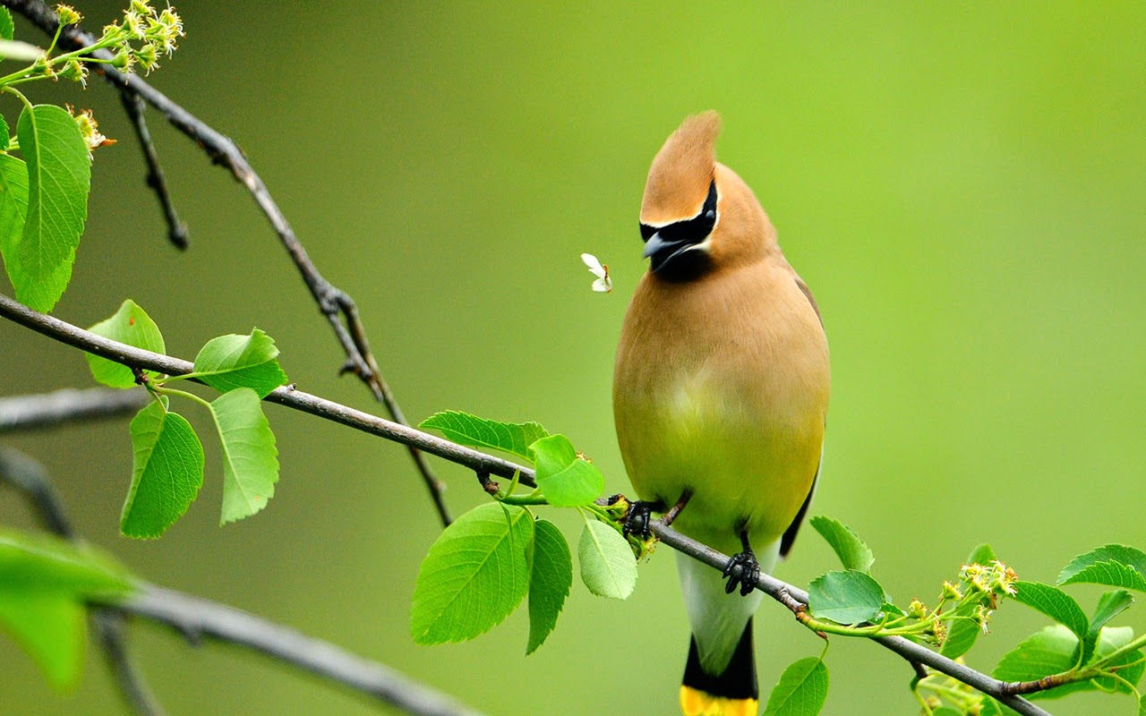 Tải 25 hình ảnh các loài chim đẹp nhất thế giới - [Kích thước hình ảnh: 1280x800 px]