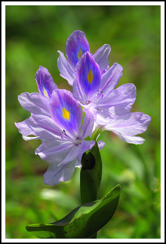 Tổng hợp những hình ảnh đẹp nhất về hoa lục bình - [Kích thước hình ảnh: 656x966 px]