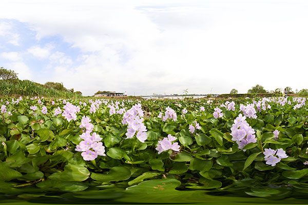 Tổng hợp những hình ảnh đẹp nhất về hoa lục bình - [Kích thước hình ảnh: 600x400 px]