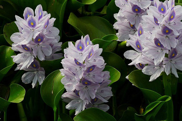 Tổng hợp những hình ảnh đẹp nhất về hoa lục bình - [Kích thước hình ảnh: 600x400 px]