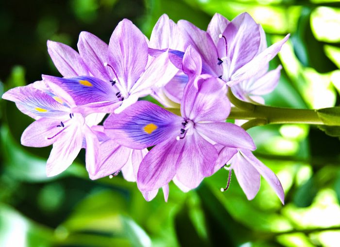 Tổng hợp những hình ảnh đẹp nhất về hoa lục bình - [Kích thước hình ảnh: 700x509 px]