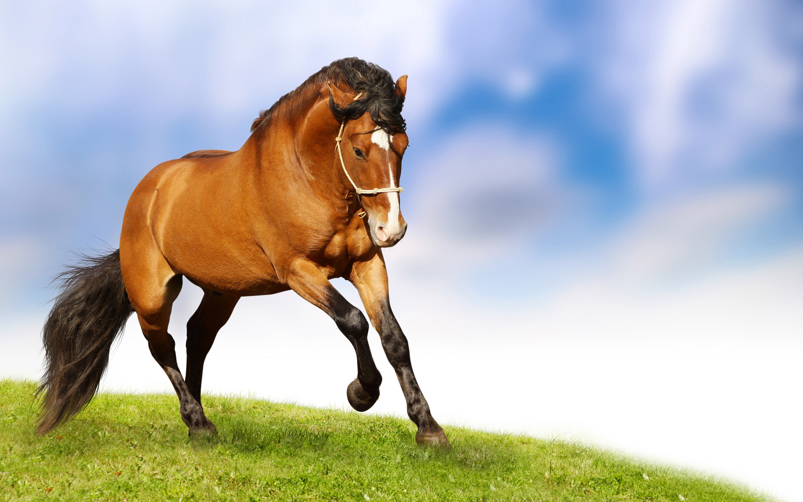 Bộ sưu tập hình ảnh đàn ngựa phi đẹp nhất thế giới - [Kích thước hình ảnh: 2560x1600 px]