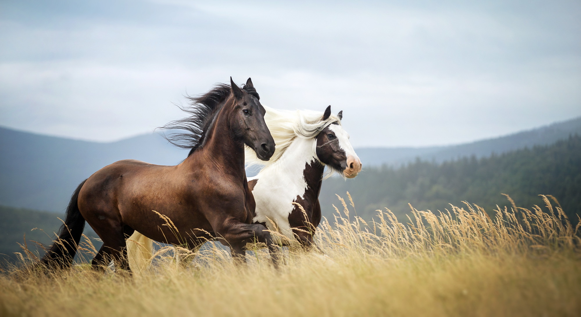 Bộ sưu tập hình ảnh đàn ngựa phi đẹp nhất thế giới - [Kích thước hình ảnh: 1999x1092 px]