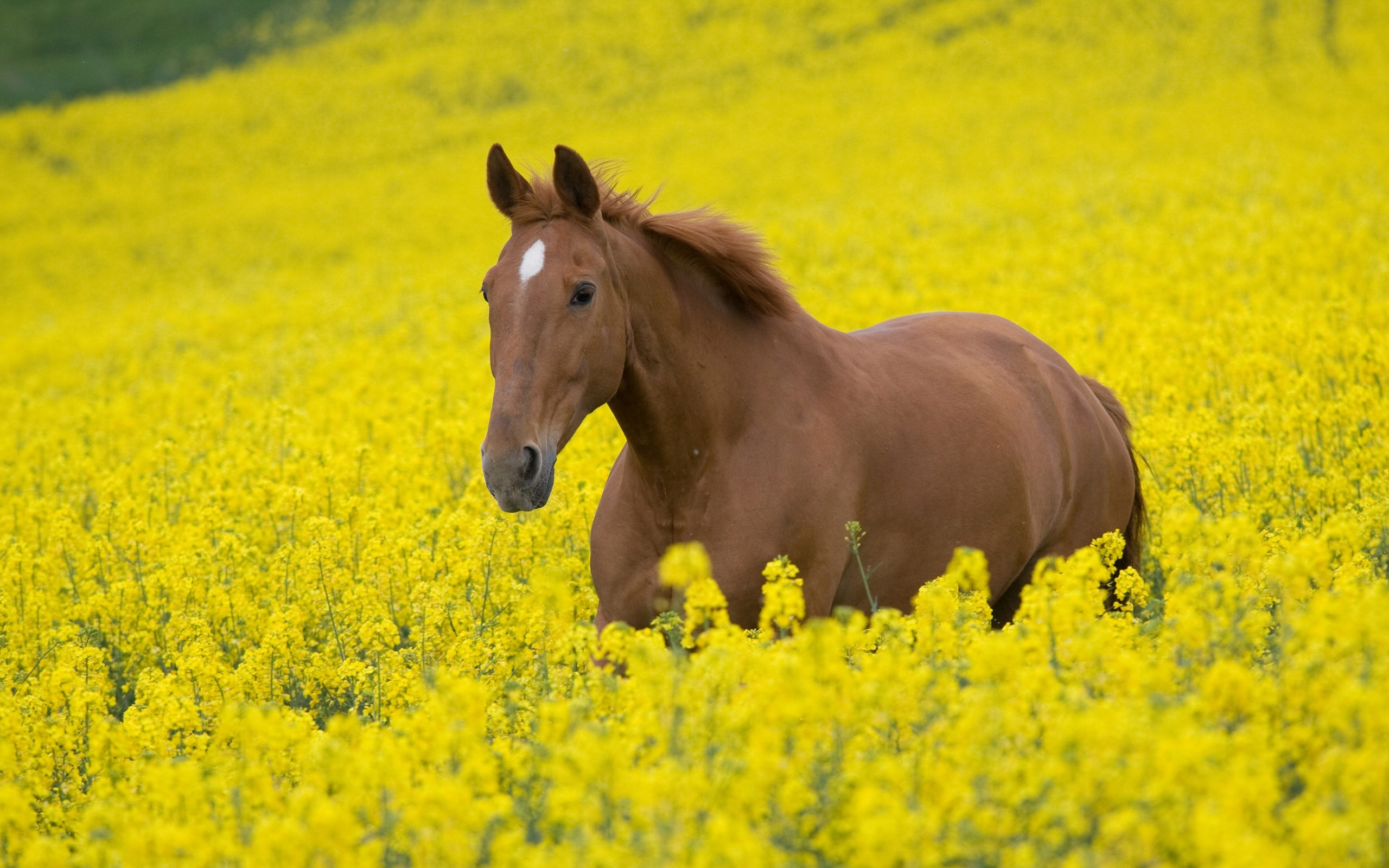 Bộ sưu tập hình ảnh đàn ngựa phi đẹp nhất thế giới - [Kích thước hình ảnh: 2560x1600 px]