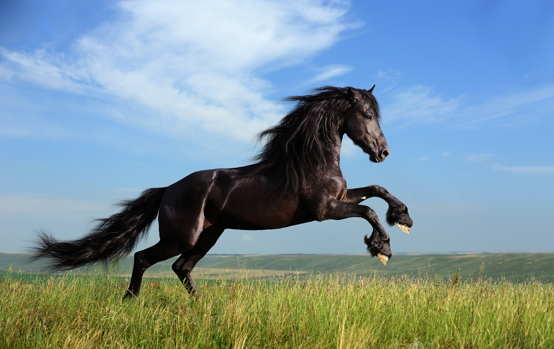 Bộ sưu tập hình ảnh đàn ngựa phi đẹp nhất thế giới - [Kích thước hình ảnh: 1920x1208 px]