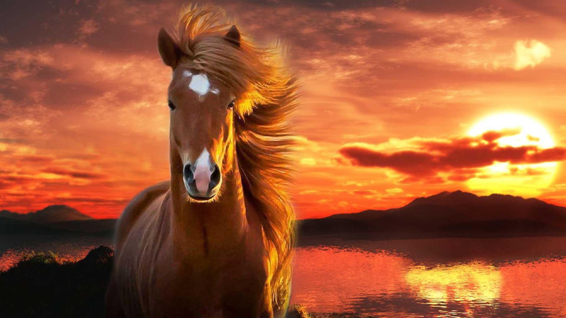 Bộ sưu tập hình ảnh đàn ngựa phi đẹp nhất thế giới - [Kích thước hình ảnh: 1920x1080 px]