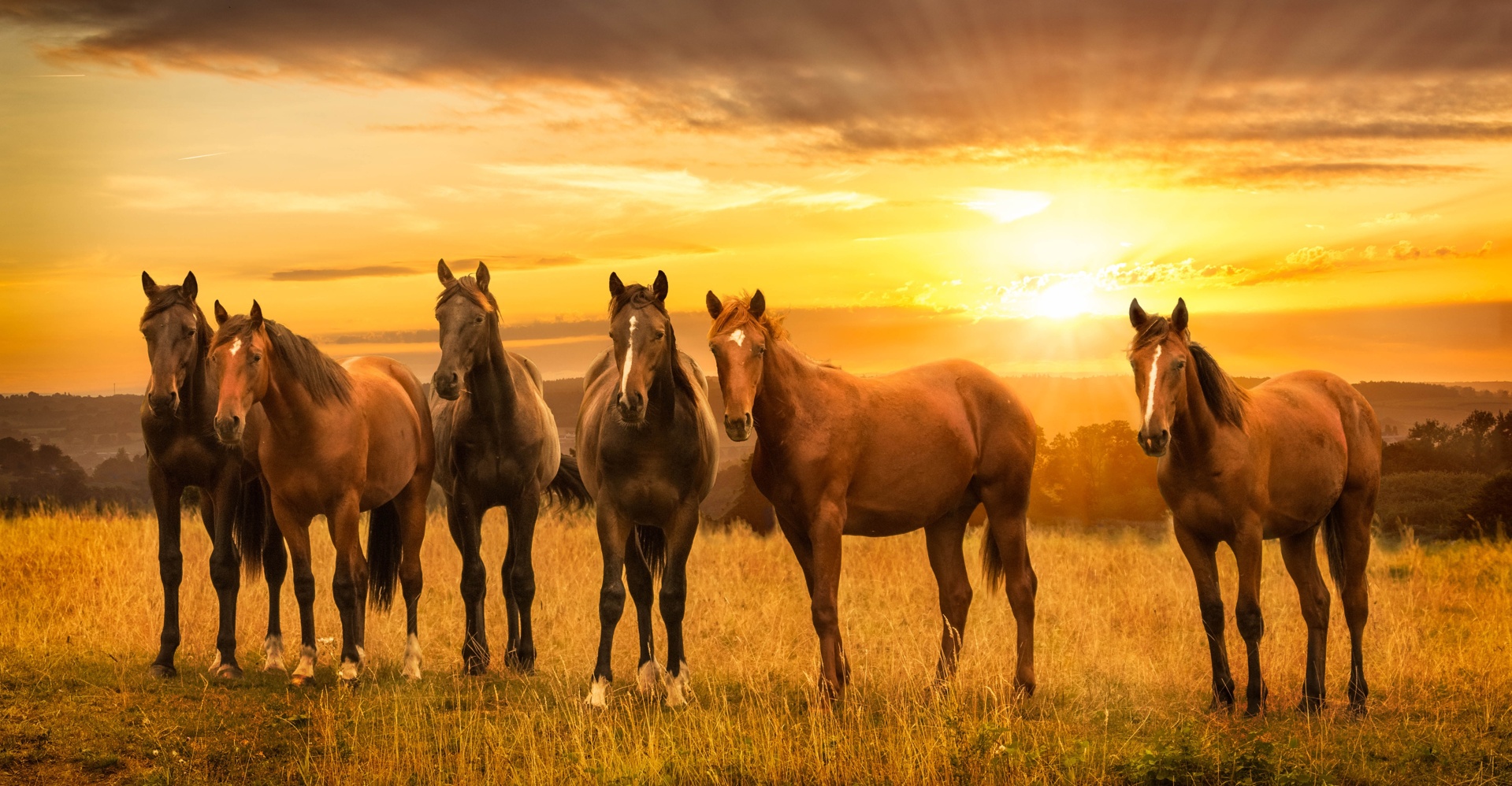 Bộ sưu tập hình ảnh đàn ngựa phi đẹp nhất thế giới - [Kích thước hình ảnh: 1919x998 px]