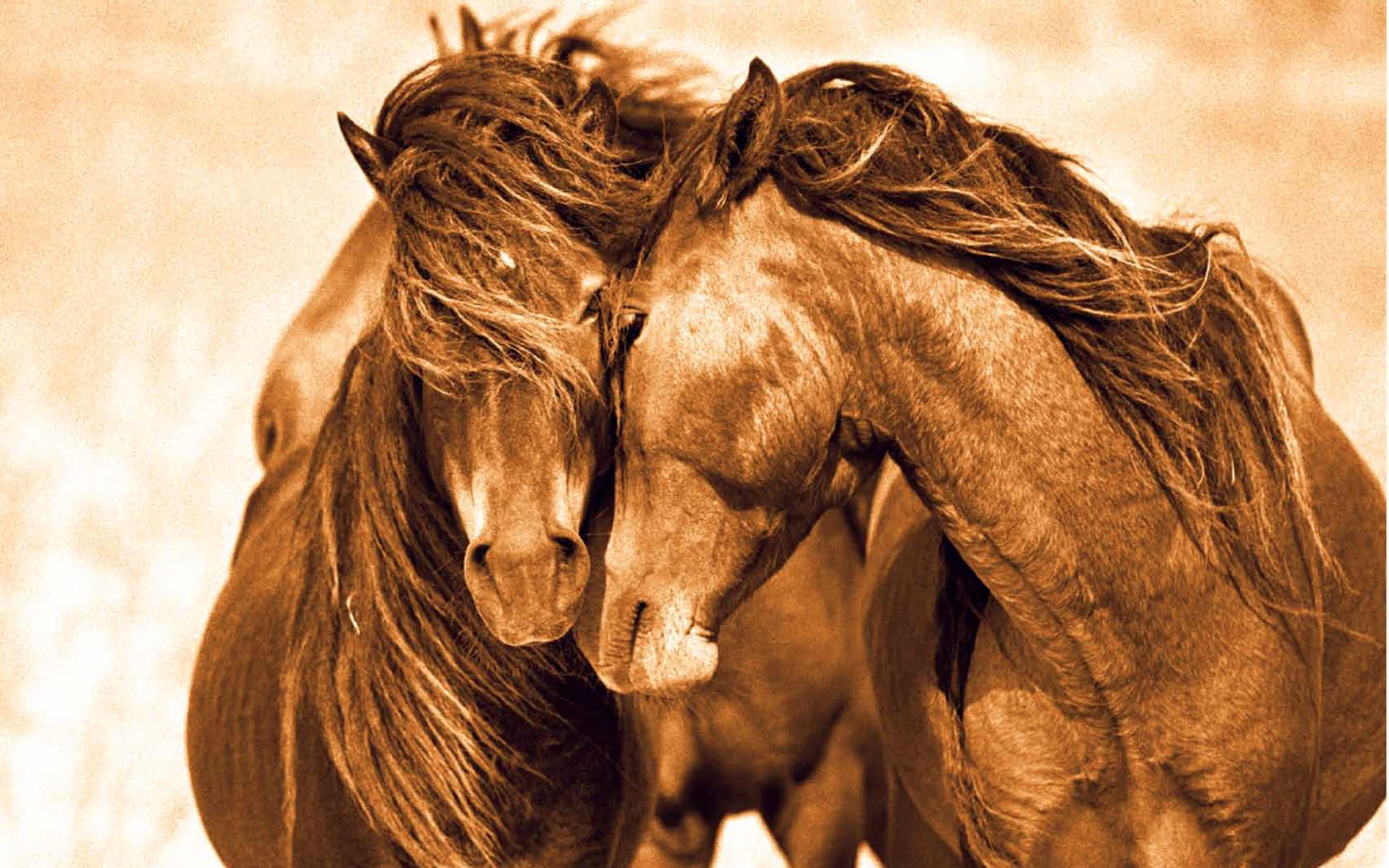 Bộ sưu tập hình ảnh đàn ngựa phi đẹp nhất thế giới - [Kích thước hình ảnh: 1920x1200 px]