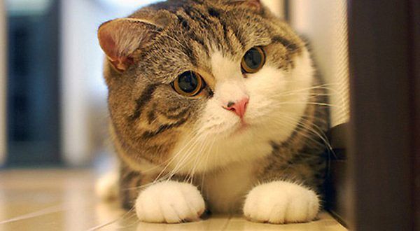 Tổng hợp hình ảnh chú mèo mướp tuyệt đẹp, đáng yêu - [Kích thước hình ảnh: 600x330 px]