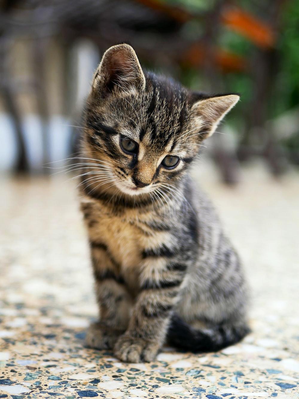Tổng hợp hình ảnh chú mèo mướp tuyệt đẹp, đáng yêu - [Kích thước hình ảnh: 1000x1333 px]
