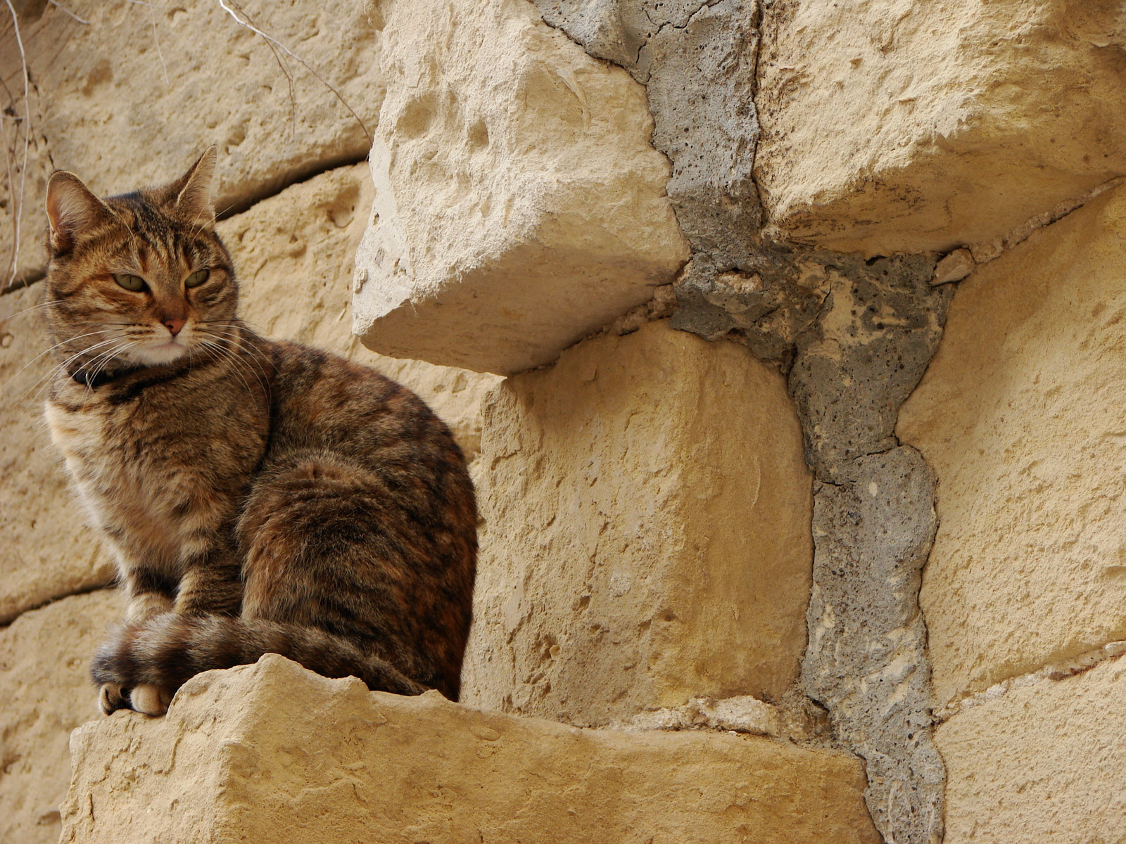 Tổng hợp hình ảnh chú mèo mướp tuyệt đẹp, đáng yêu - [Kích thước hình ảnh: 1600x1200 px]