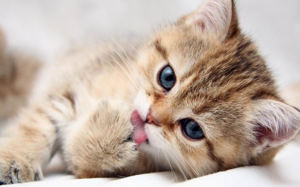 Tổng hợp hình ảnh chú mèo mướp tuyệt đẹp, đáng yêu - [Kích thước hình ảnh: 1024x640 px]