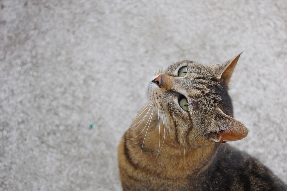 Tổng hợp hình ảnh chú mèo mướp tuyệt đẹp, đáng yêu - [Kích thước hình ảnh: 960x638 px]