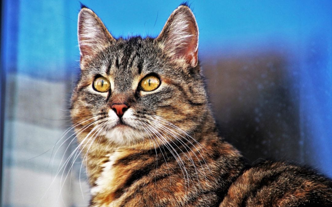 Tổng hợp hình ảnh chú mèo mướp tuyệt đẹp, đáng yêu - [Kích thước hình ảnh: 1080x675 px]