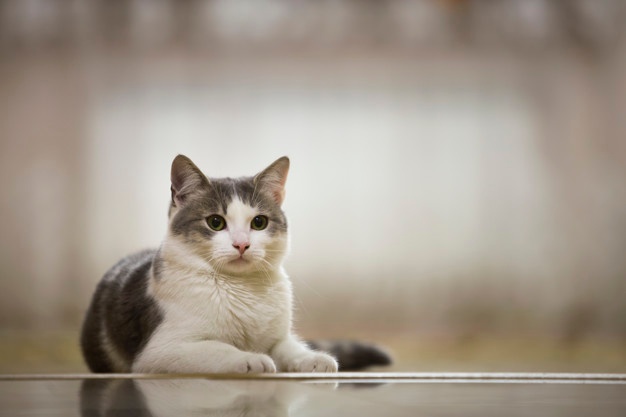 Tổng hợp hình ảnh chú mèo mướp tuyệt đẹp, đáng yêu - [Kích thước hình ảnh: 626x417 px]