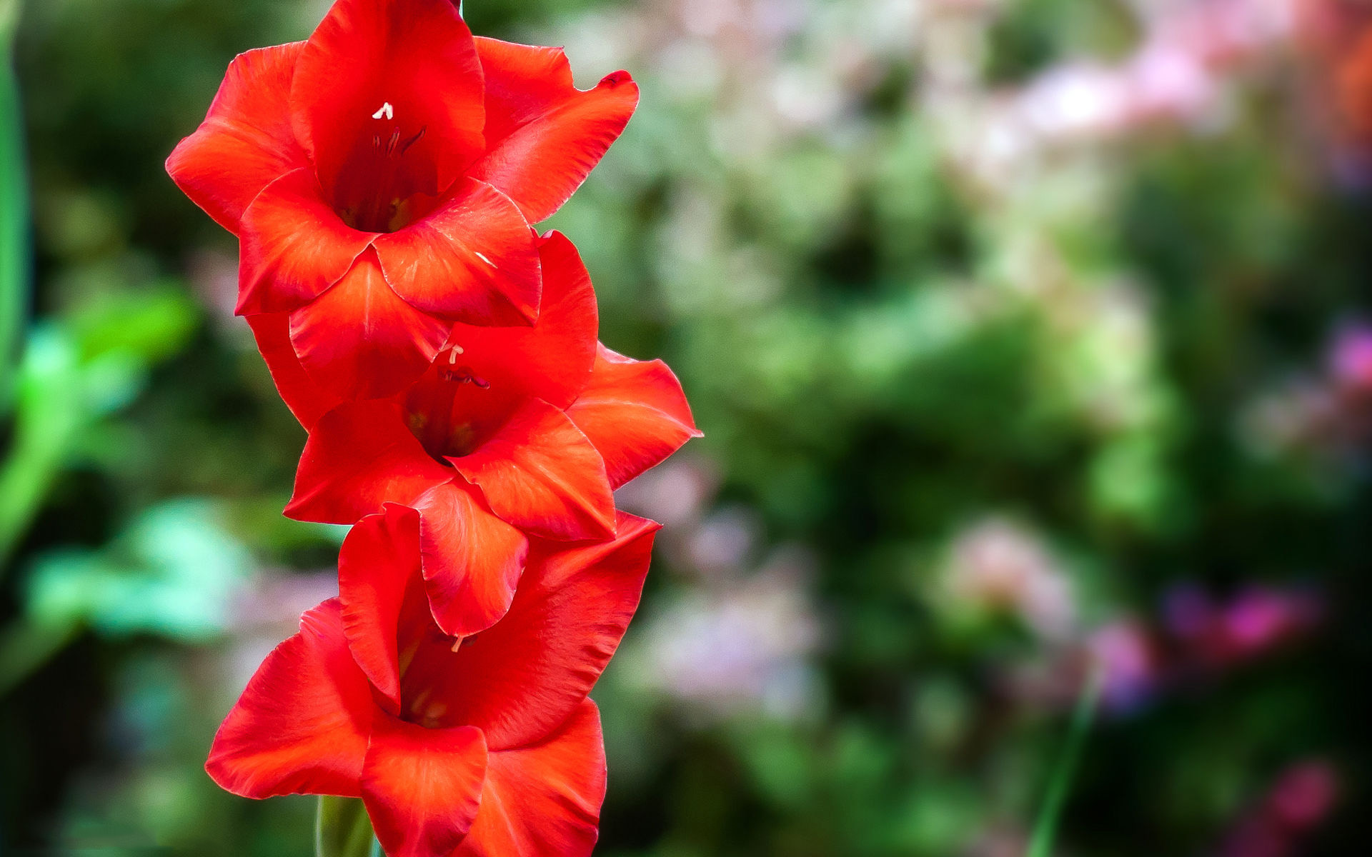 Tuyển tập hình ảnh hoa lay ơn đỏ đẹp nhất - [Kích thước hình ảnh: 1920x1200 px]
