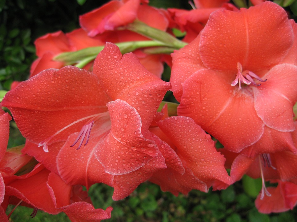 Tuyển tập hình ảnh hoa lay ơn đỏ đẹp nhất - [Kích thước hình ảnh: 960x720 px]