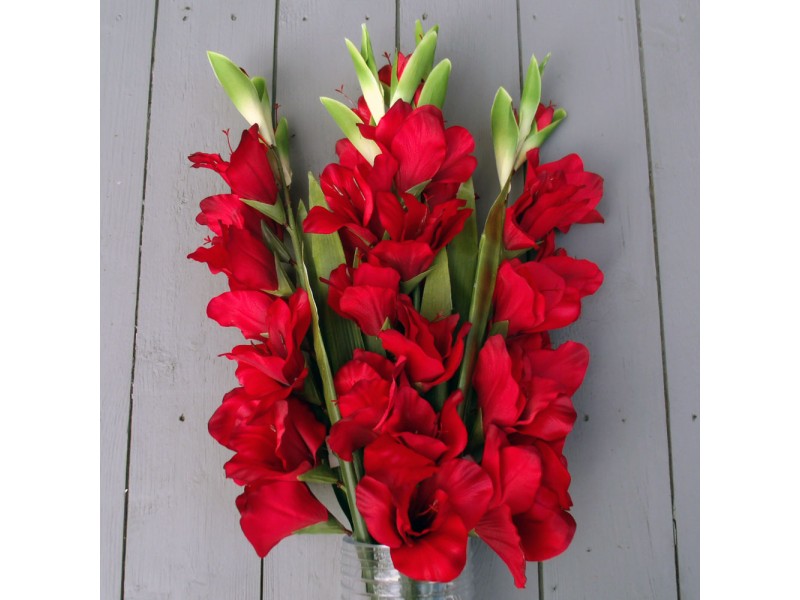 Tuyển tập hình ảnh hoa lay ơn đỏ đẹp nhất - [Kích thước hình ảnh: 800x600 px]
