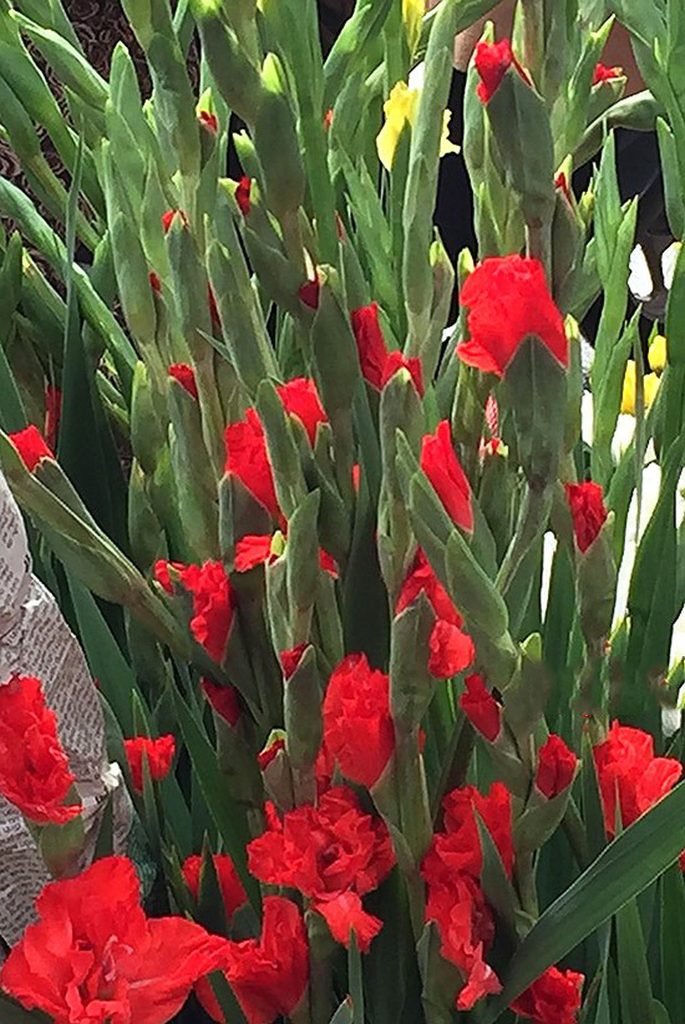 Tuyển tập hình ảnh hoa lay ơn đỏ đẹp nhất - [Kích thước hình ảnh: 1000x1495 px]