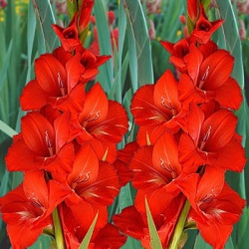 Tuyển tập hình ảnh hoa lay ơn đỏ đẹp nhất - [Kích thước hình ảnh: 800x800 px]