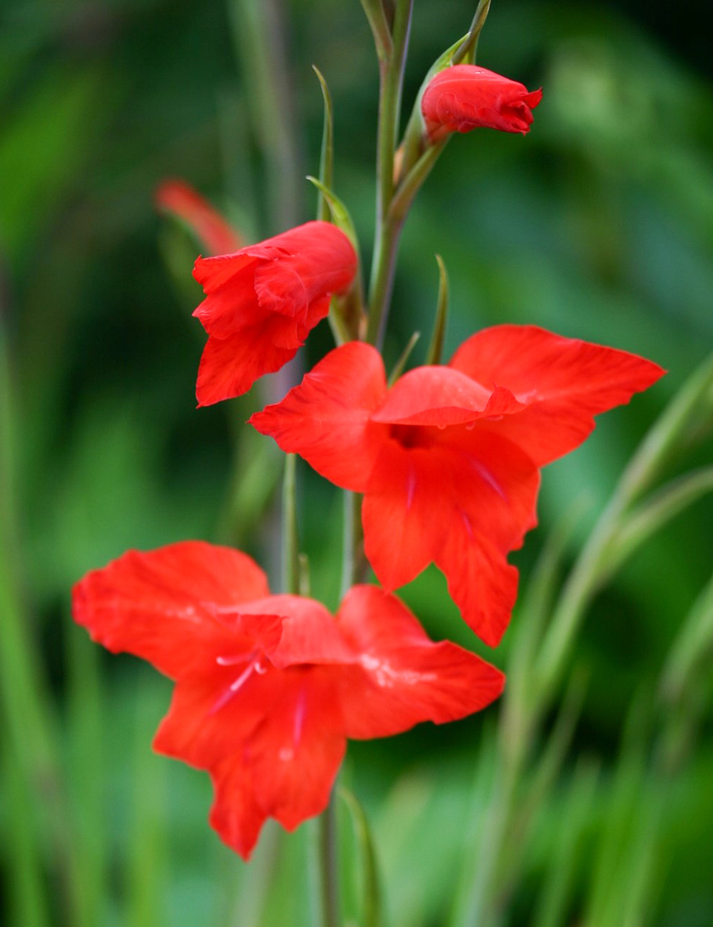 Tuyển tập hình ảnh hoa lay ơn đỏ đẹp nhất - [Kích thước hình ảnh: 1000x1300 px]